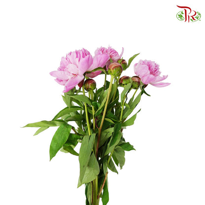 Peony Pink (8 - 10 stems) - Pudu Ria Florist Southern