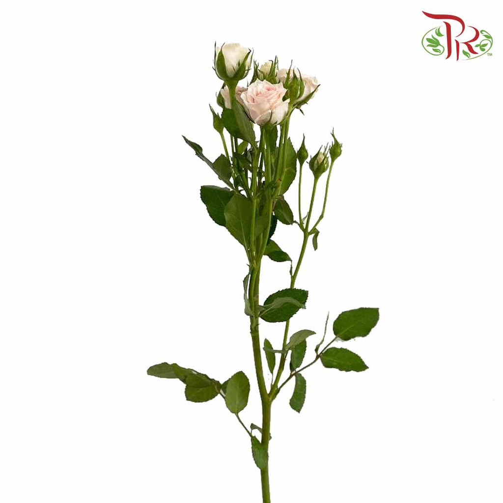 Rose Spray XingYue Baby (8-10 Stems) - Pudu Ria Florist Southern