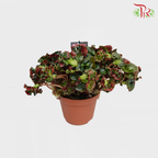 Begonia - Cathedral - Pudu Ria Florist Southern