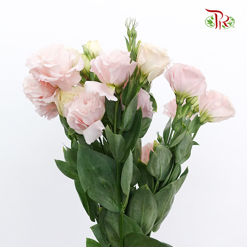 Eustoma Apricot (12-15 Stems) - Pudu Ria Florist Southern