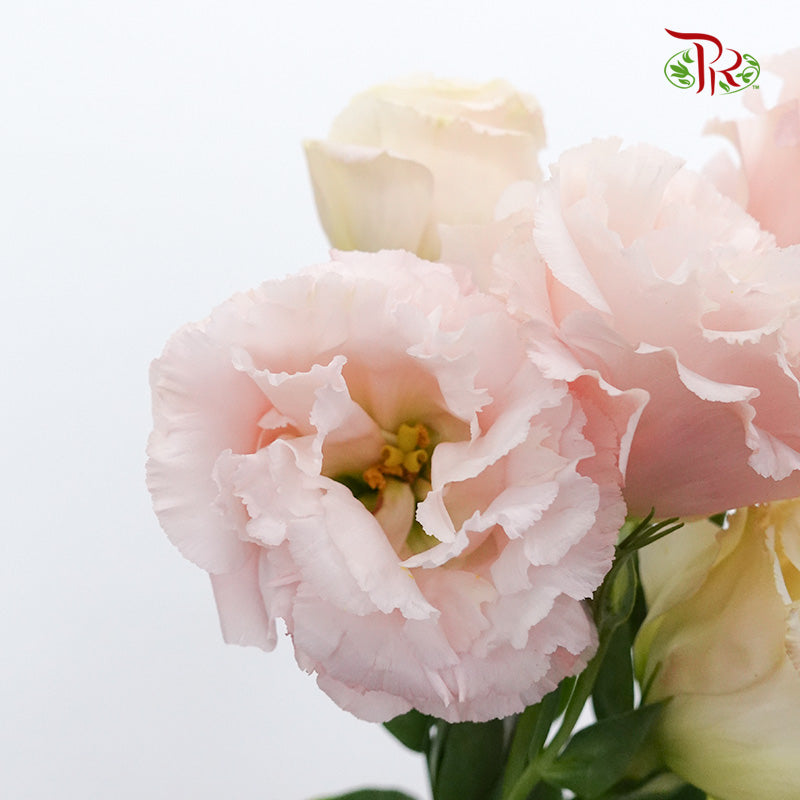 Eustoma Apricot (12-15 Stems) - Pudu Ria Florist Southern