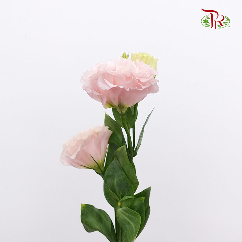 Eustoma Apricot (12-15 Stems) - Pudu Ria Florist Southern