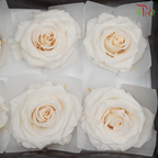 Preservative Full Bloom Rose (6 Blooms) - Cream - Pudu Ria Florist Southern