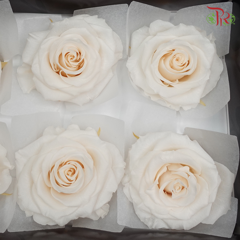 Preservative Full Bloom Rose (6 Blooms) - Cream - Pudu Ria Florist Southern