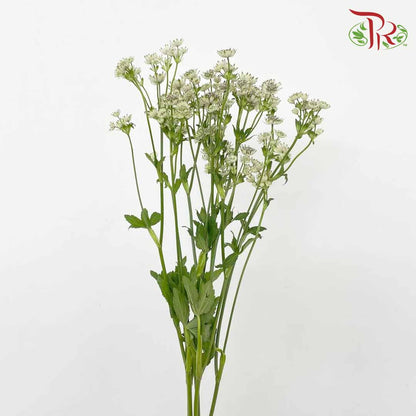 Astrantia (White) - Pudu Ria Florist Southern