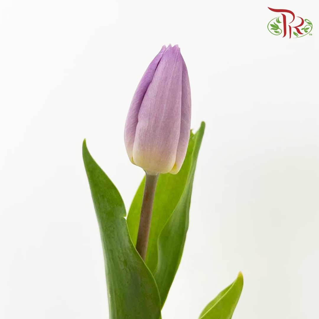 Tulip Light Purple (8-9 Stems) - Pudu Ria Florist Southern