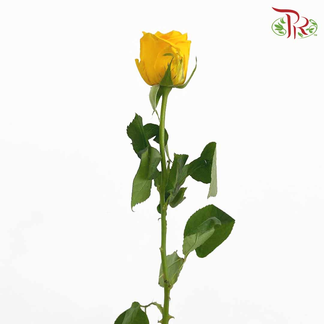 Rose Solair Yellow (19-20 Stems) - Pudu Ria Florist Southern