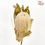 Dry Banksia - Pudu Ria Florist Southern