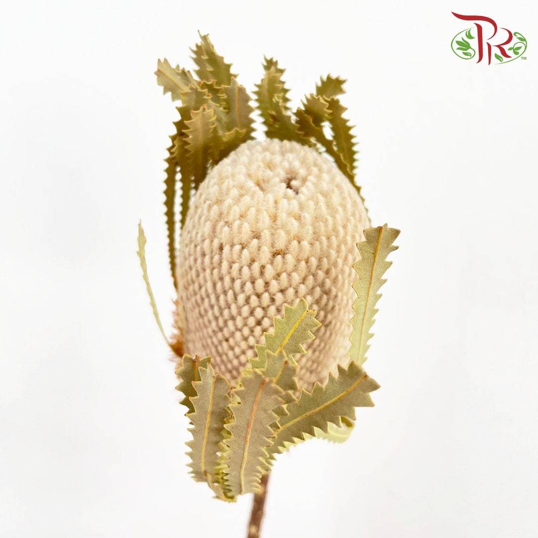 Dry Banksia - Pudu Ria Florist Southern