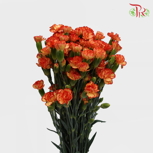 Carnation Spray Carimbo (18-20 Stems) - Pudu Ria Florist Southern