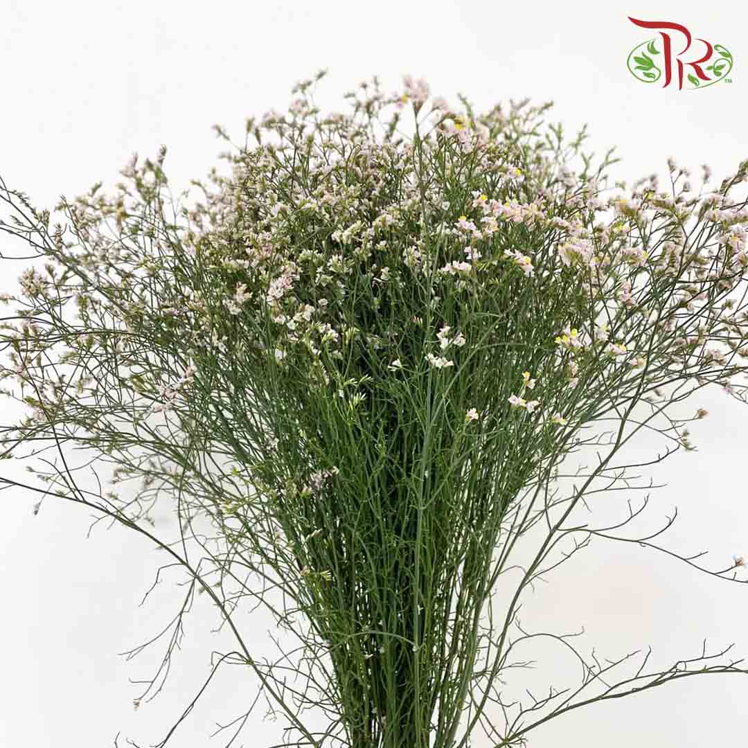 Caspia Light Pink - Pudu Ria Florist Southern