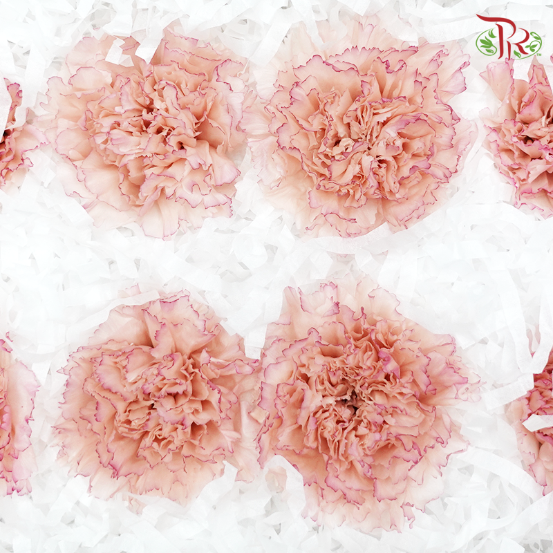 Preservative Carnation (8 Blooms) Nude/Purple - Pudu Ria Florist Southern
