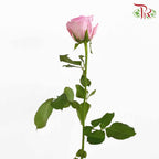 Rose Pink (19-20 Stems) - Pudu Ria Florist Southern