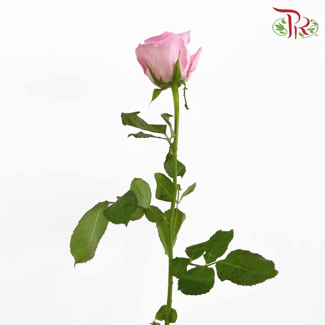 Rose Pink (19-20 Stems) - Pudu Ria Florist Southern