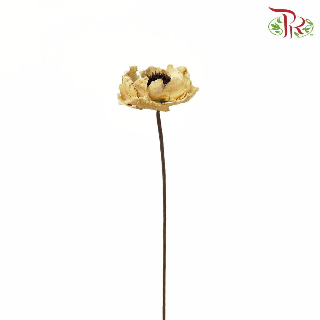 Dry Corn Poppy - Natural - Pudu Ria Florist Southern