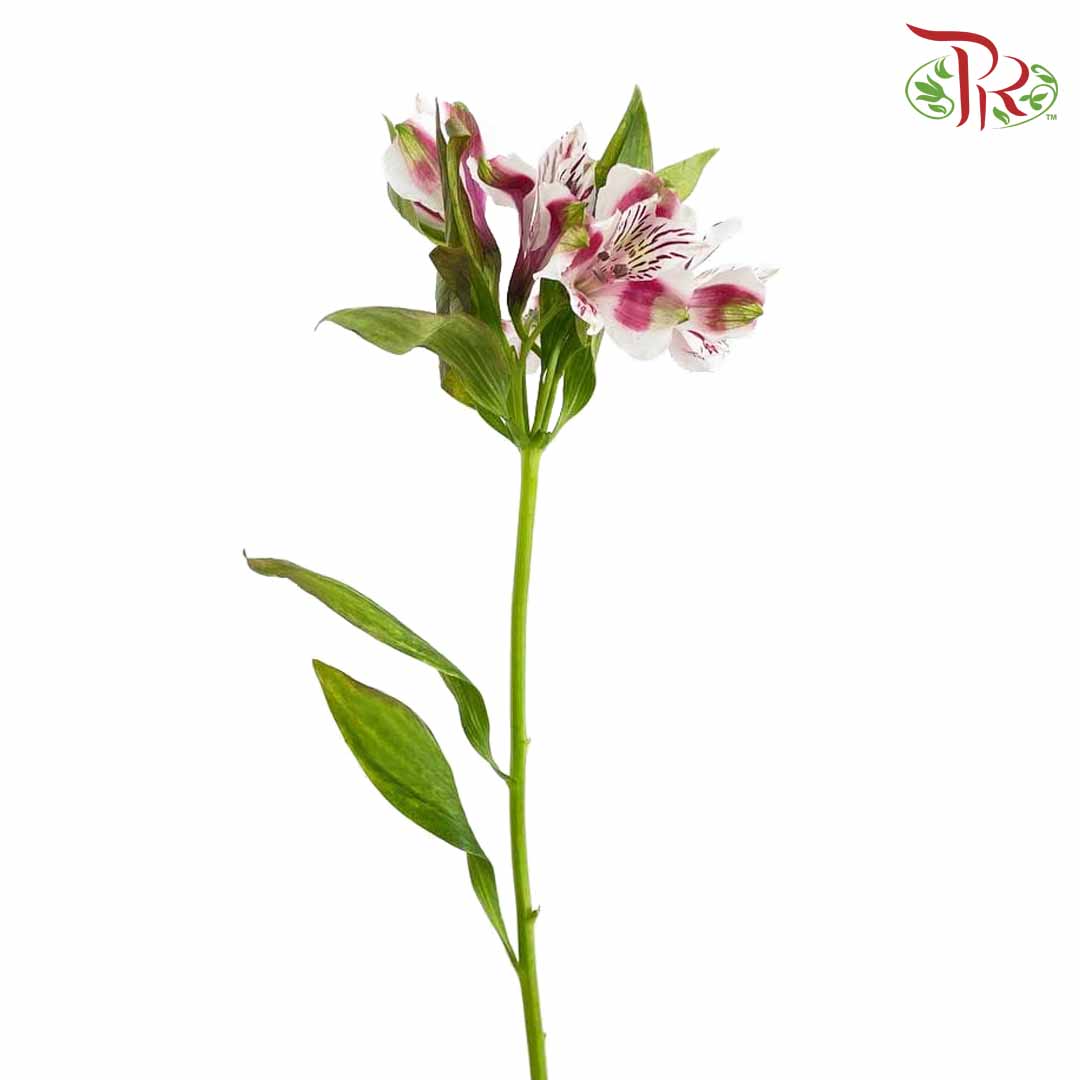 Alstroemeria Pink (9-10 Stems) - Pudu Ria Florist Southern