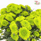 Chrysanthemum Pompom Button Green (10-12 Stems)