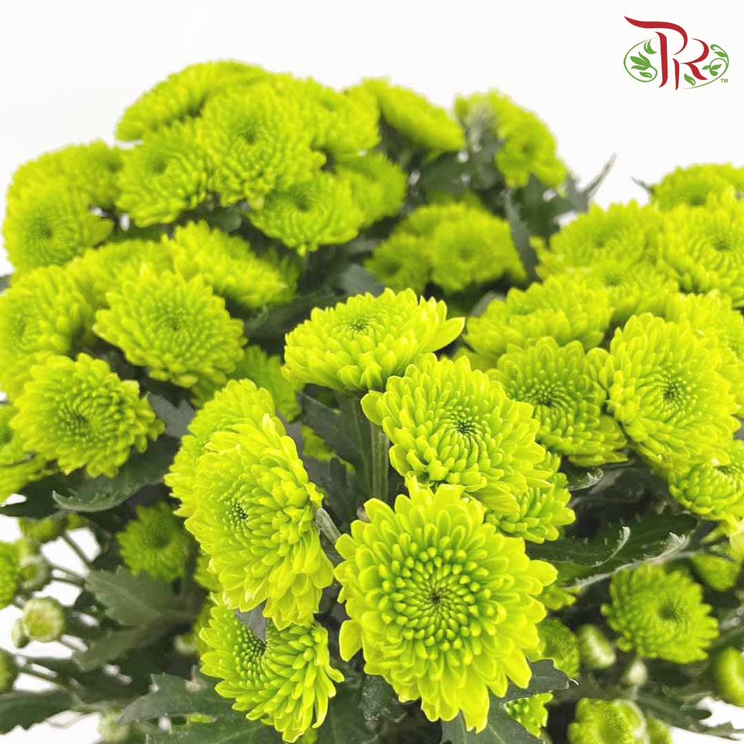 Chrysanthemum Pompom Button Green (10-12 Stems) - Pudu Ria Florist Southern