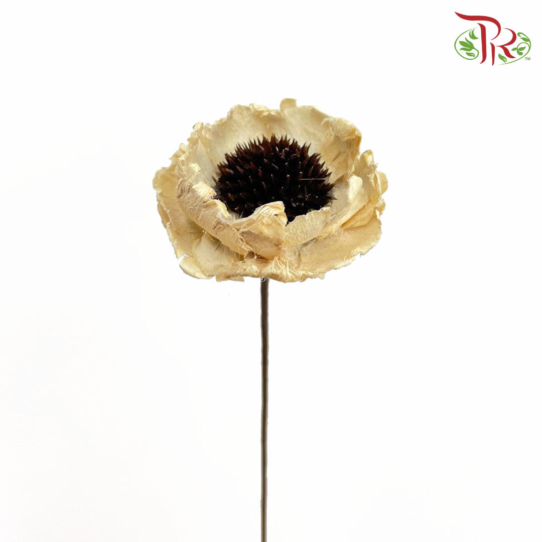 Dry Corn Poppy - Natural - Pudu Ria Florist Southern