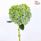 Hydrangea Green / Per Stem - Pudu Ria Florist Southern