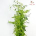 Asparagus Fern - Pudu Ria Florist Southern
