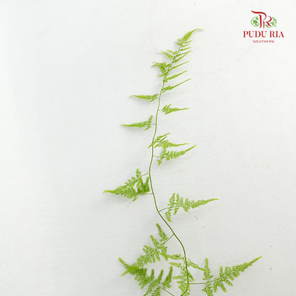 Asparagus Fern - Pudu Ria Florist Southern