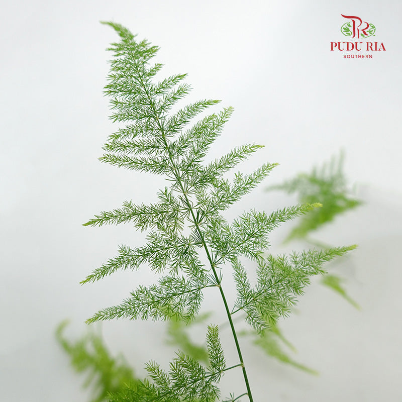 Asparagus Fern - Pudu Ria Florist Southern