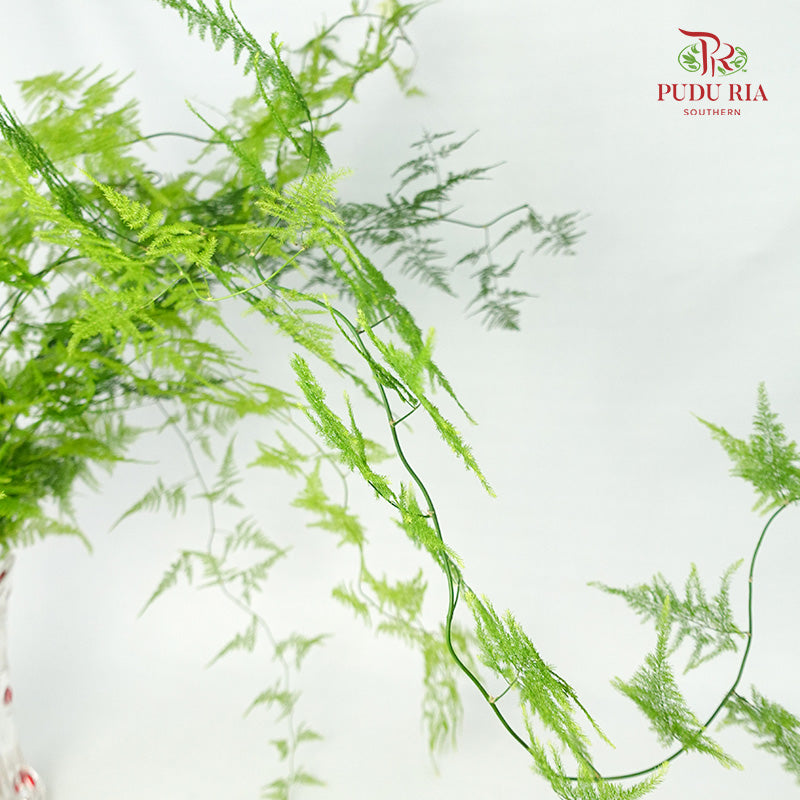 Asparagus Fern - Pudu Ria Florist Southern