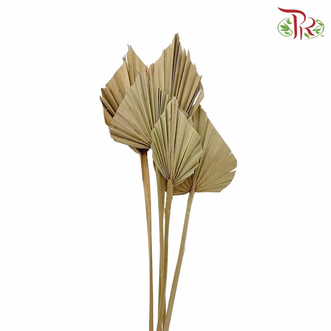 Dry Spear Palm (S) - Pudu Ria Florist Southern