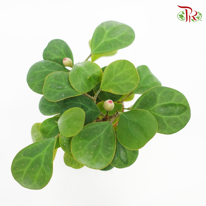 Ficus Deltoidea - Pudu Ria Florist Southern