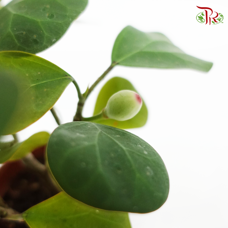 Ficus Deltoidea - Pudu Ria Florist Southern