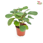 Ficus Deltoidea - Pudu Ria Florist Southern