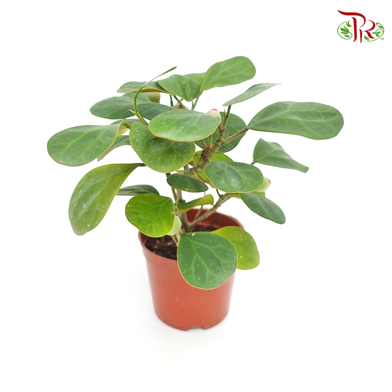 Ficus Deltoidea - Pudu Ria Florist Southern