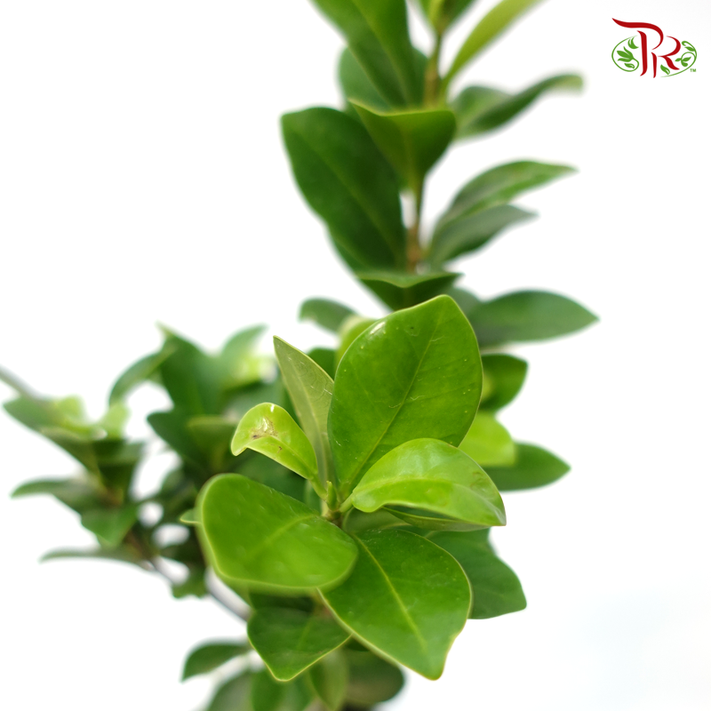 Ficus Microcarpa - Pudu Ria Florist Southern