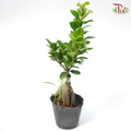 Ficus Microcarpa - Pudu Ria Florist Southern