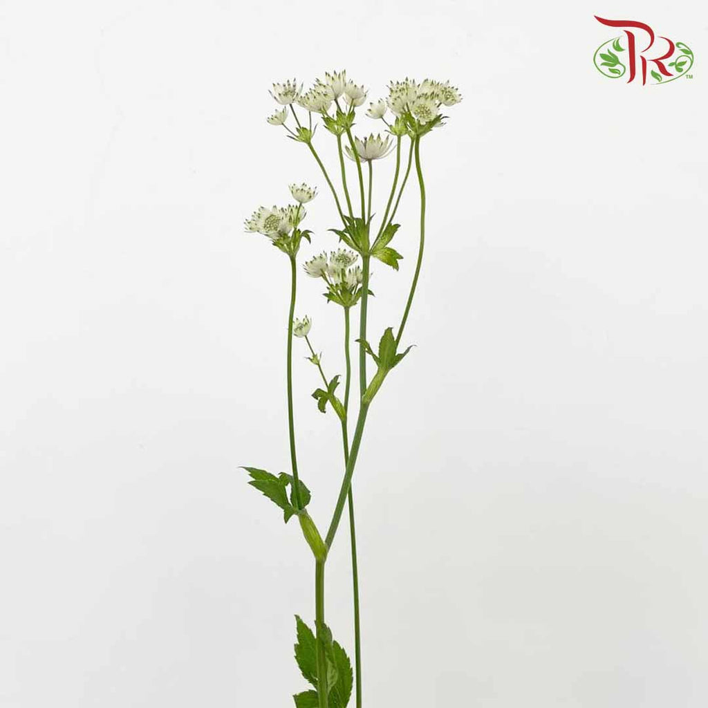 Astrantia (White) - Pudu Ria Florist Southern