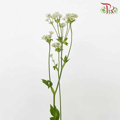 Astrantia (White) - Pudu Ria Florist Southern