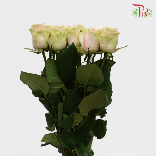 Rose Mondial Frutteto (8-10 Stems) - Pudu Ria Florist Southern