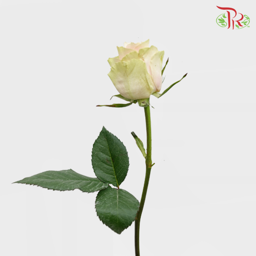 Rose Mondial Frutteto (8-10 Stems) - Pudu Ria Florist Southern