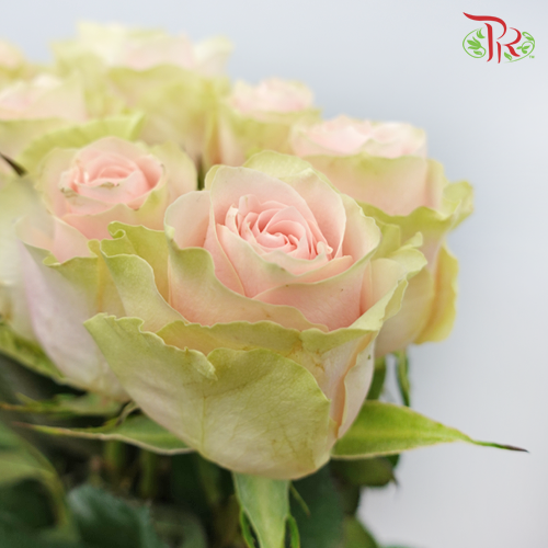 Rose Mondial Frutteto (8-10 Stems) - Pudu Ria Florist Southern