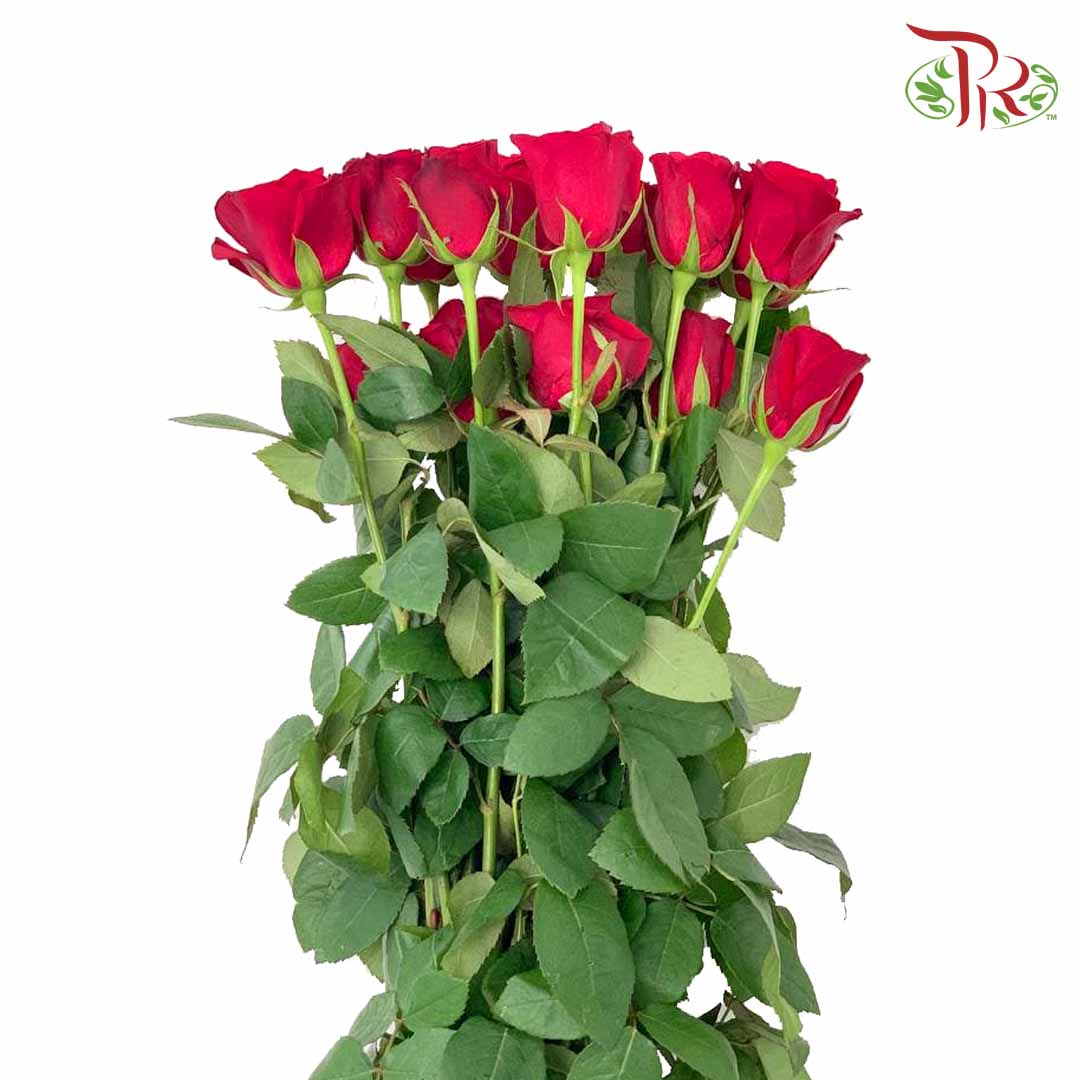 Rose Red (19-20 Stems) - Pudu Ria Florist Southern