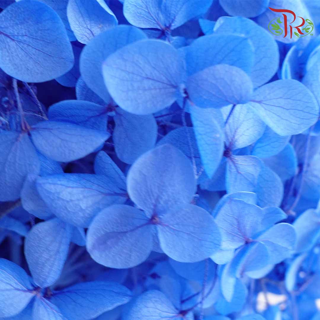 Preservative Hydrangea - Blue / Per Stem - Pudu Ria Florist Southern