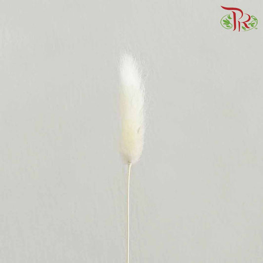 Dry Lagurus (Bunny Tails) - White - Pudu Ria Florist Southern