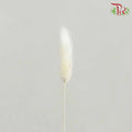 Dry Lagurus (Bunny Tails) - White - Pudu Ria Florist Southern