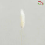 Dry Lagurus (Bunny Tails) - White - Pudu Ria Florist Southern