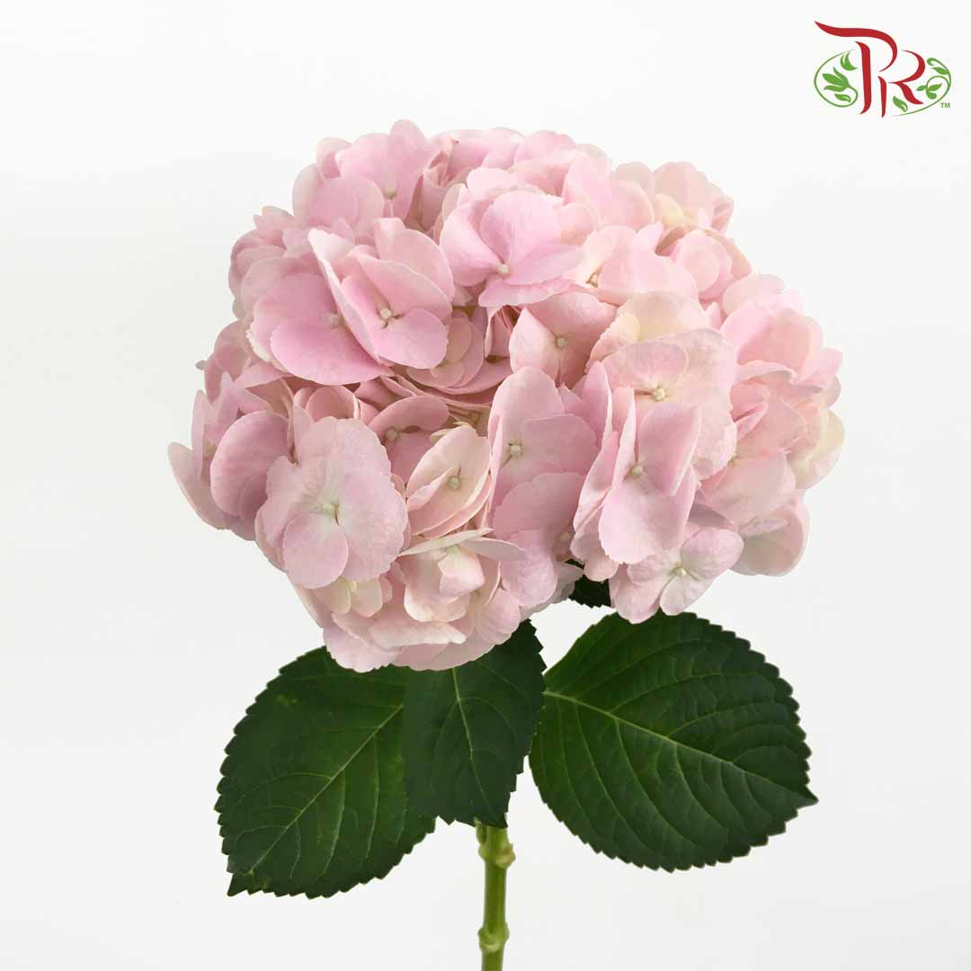 Hydrangea Light Pink / Per Stem - Pudu Ria Florist Southern