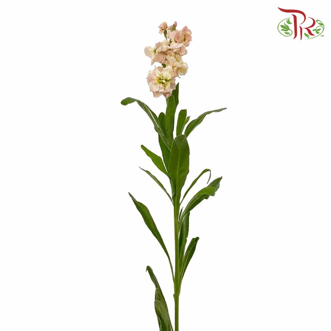 Matthiola Champagne (Per Bundle) - Pudu Ria Florist Southern