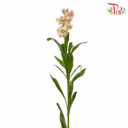 Matthiola Champagne (Per Bundle) - Pudu Ria Florist Southern