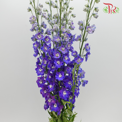 Delphinium Giant Purple - 5 Stems - Pudu Ria Florist Southern