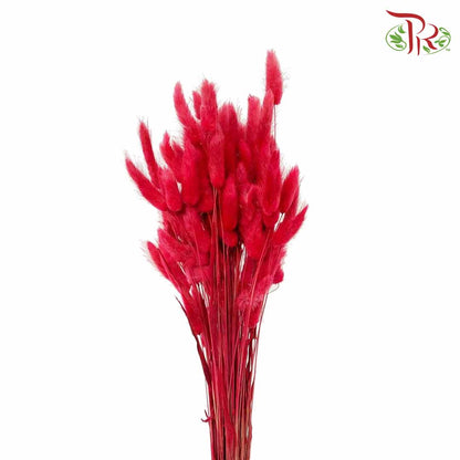 Dry Lagurus (Bunny Tails) - Red - Pudu Ria Florist Southern